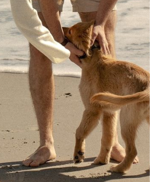 A puppy greeting its owner on the beach