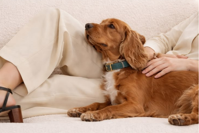 A spaniel resting on a sofa beside its owner